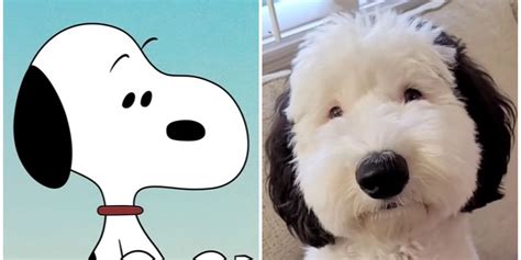 real life snoopy dog breed|Meet Snoopy The Dog’s Real Life Look